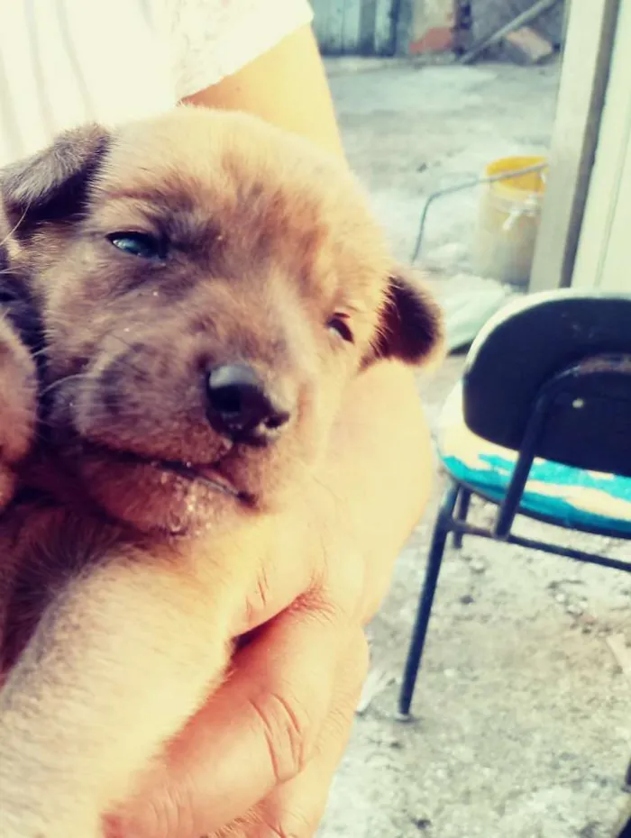 Cachorro raça Vira lata idade Abaixo de 2 meses nome Sem nomes