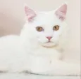 Floquinho 