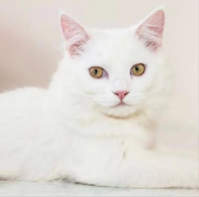 Gato ra a SRD idade 2 a 6 meses nome Floquinho 