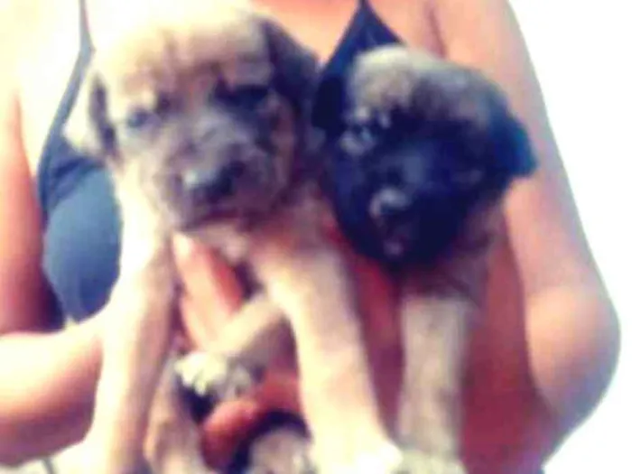 Cachorro raça Vira lata idade Abaixo de 2 meses nome Sem nomes