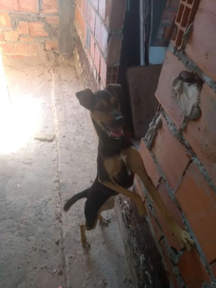 Cachorro ra a Viralata idade 7 a 11 meses nome Meggi