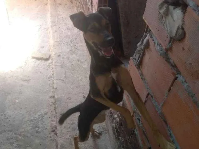 Cachorro ra a Viralata idade 7 a 11 meses nome Meggi