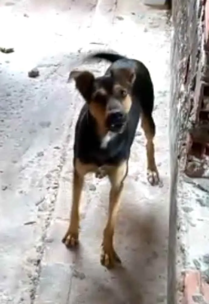 Cachorro ra a Viralata idade 7 a 11 meses nome Meggi