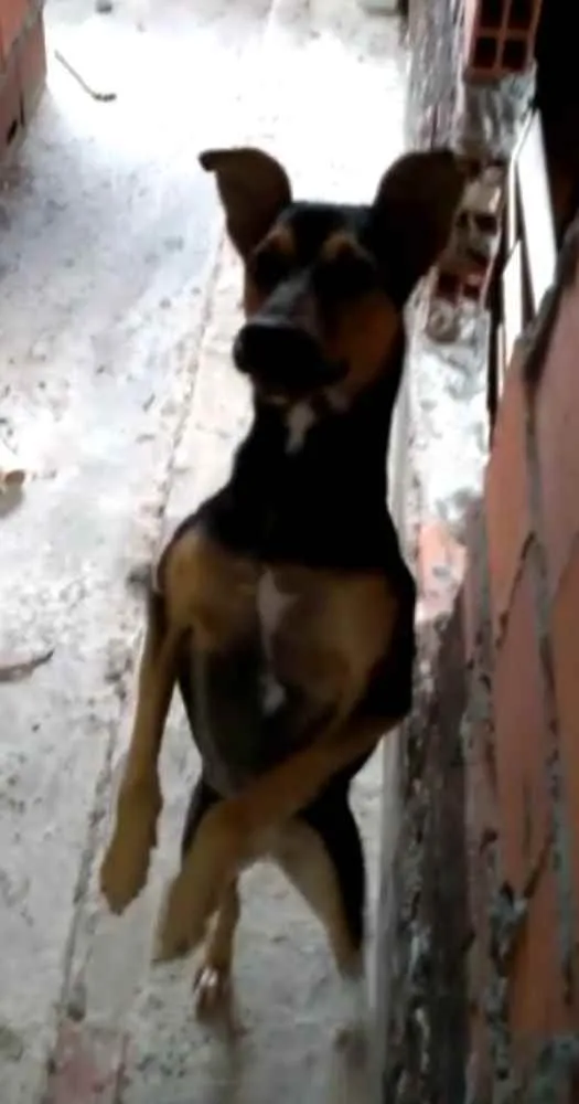 Cachorro ra a Viralata idade 7 a 11 meses nome Meggi