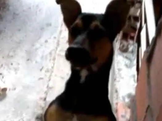 Cachorro ra a Viralata idade 7 a 11 meses nome Meggi