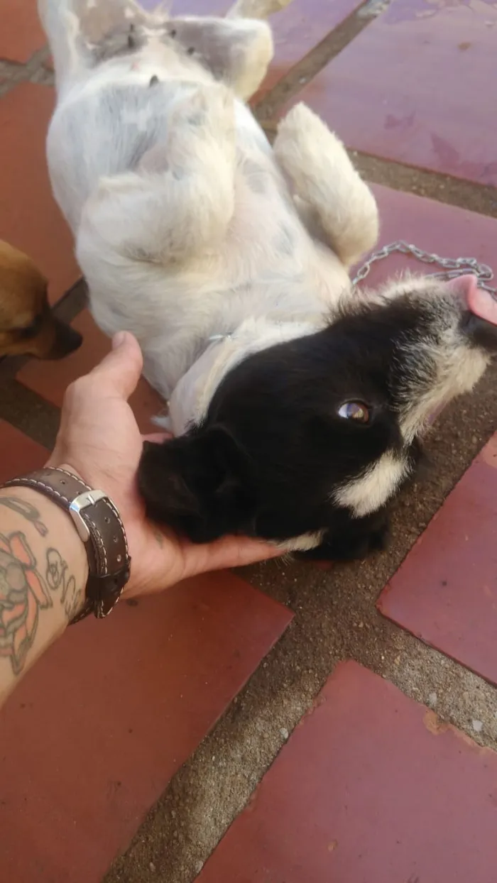 Cachorro ra a Vira lata idade 1 ano nome Cristal