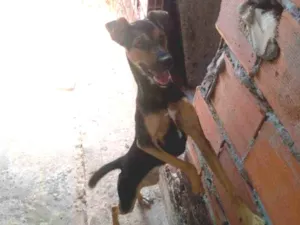 Cachorro raça Viralata idade 7 a 11 meses nome Meggi