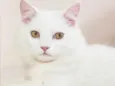 Floquinho 