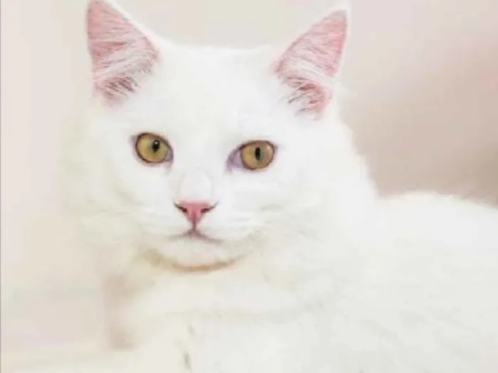 Gato ra a SRD idade 2 a 6 meses nome Floquinho 