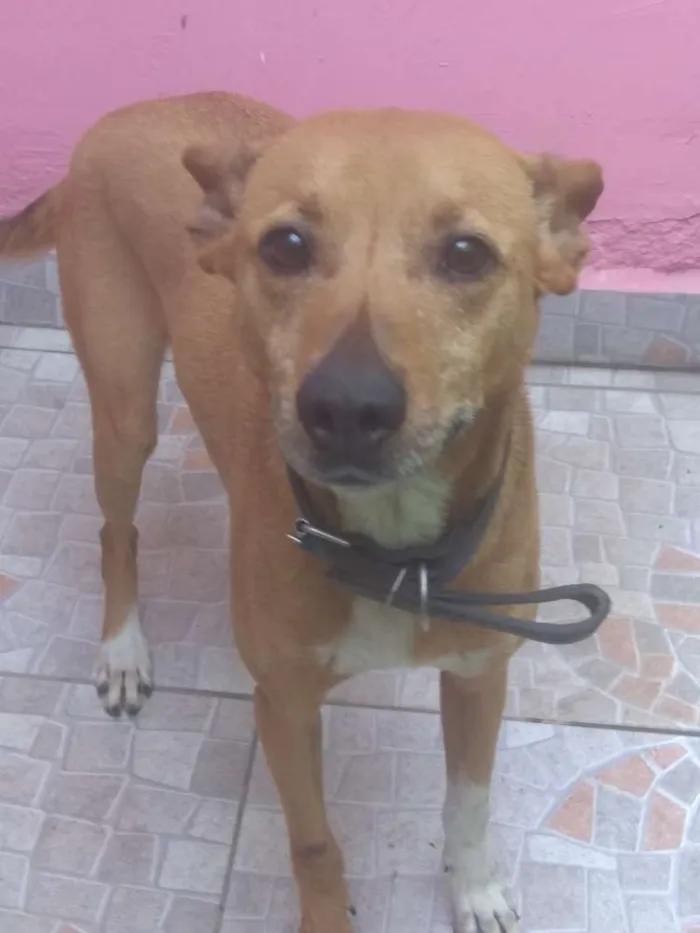 Cachorro ra a Não definida idade 2 a 6 meses nome EMILi
