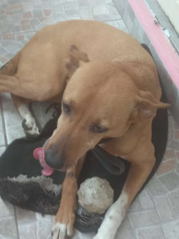 Cachorro ra a Não definida idade 2 a 6 meses nome EMILi