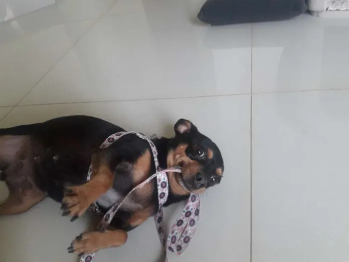 Cachorro ra a Pinscher idade 6 ou mais anos nome Bob e Pretinha