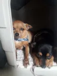 Bob e Pretinha