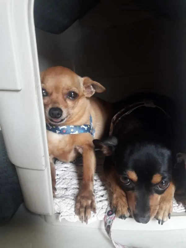 Cachorro ra a Pinscher idade 6 ou mais anos nome Bob e Pretinha