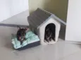 Bob e Pretinha