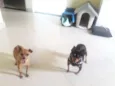 Bob e Pretinha