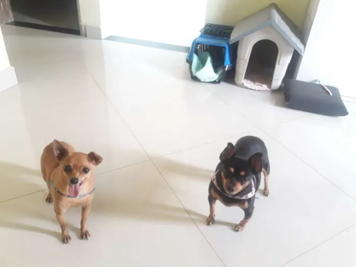 Cachorro ra a Pinscher idade 6 ou mais anos nome Bob e Pretinha