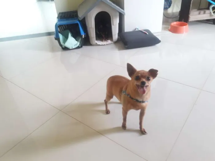 Cachorro ra a Pinscher idade 6 ou mais anos nome Bob e Pretinha
