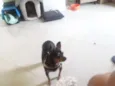 Bob e Pretinha
