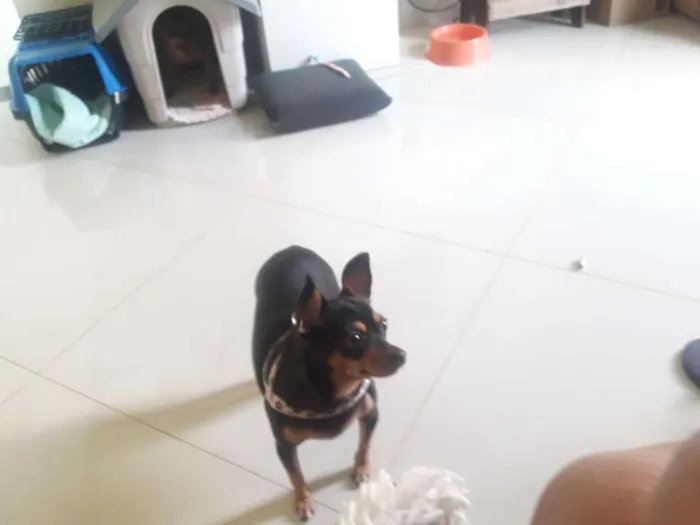 Cachorro ra a Pinscher idade 6 ou mais anos nome Bob e Pretinha