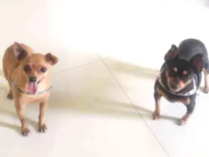Cachorro raça Pinscher idade 6 ou mais anos nome Bob e Pretinha