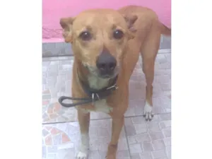 Cachorro raça Não definida idade 2 a 6 meses nome EMILi