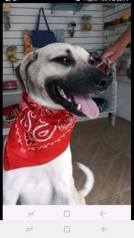 Cachorro ra a srd idade 1 ano nome Luki