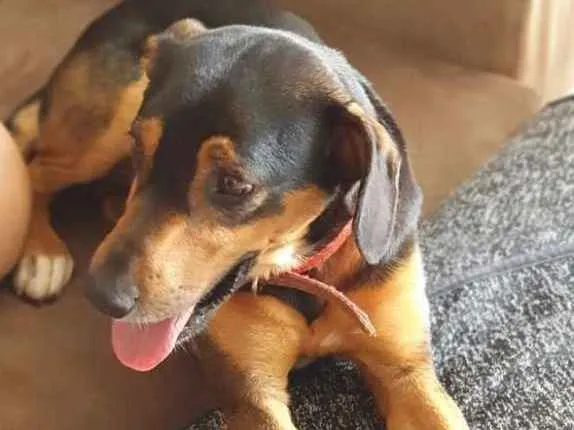 Cachorro ra a Mestiço  idade 3 anos nome Feijão
