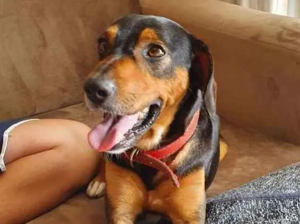 Cachorro ra a Mestiço  idade 3 anos nome Feijão