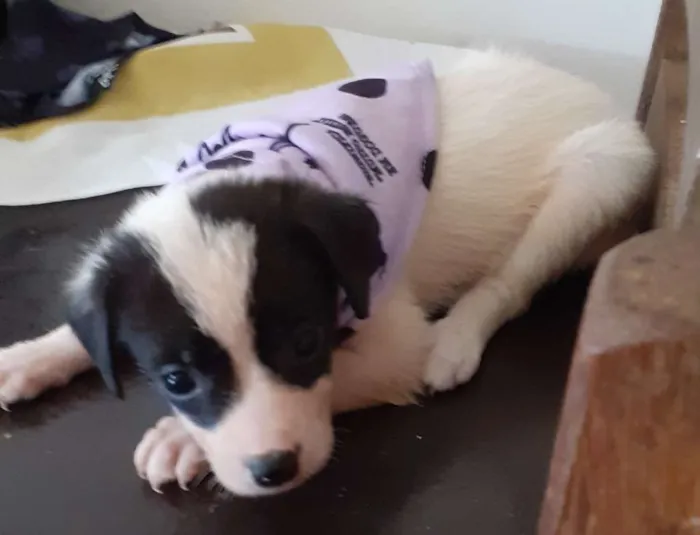 Cachorro ra a SRD idade Abaixo de 2 meses nome Não tem. 