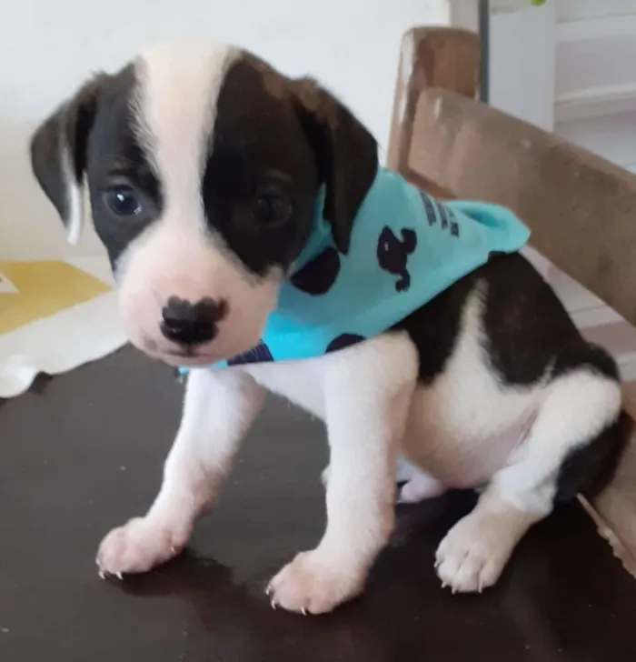 Cachorro ra a SRD idade Abaixo de 2 meses nome Não tem. 