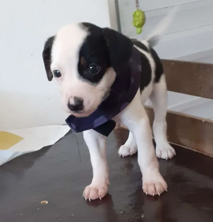 Cachorro ra a SRD idade Abaixo de 2 meses nome Não tem. 