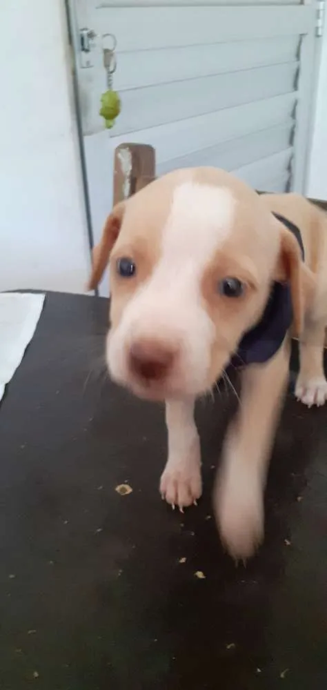 Cachorro ra a SRD idade Abaixo de 2 meses nome Não tem. 