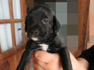 Cachorro raça SRD idade Abaixo de 2 meses nome Sem Nomes