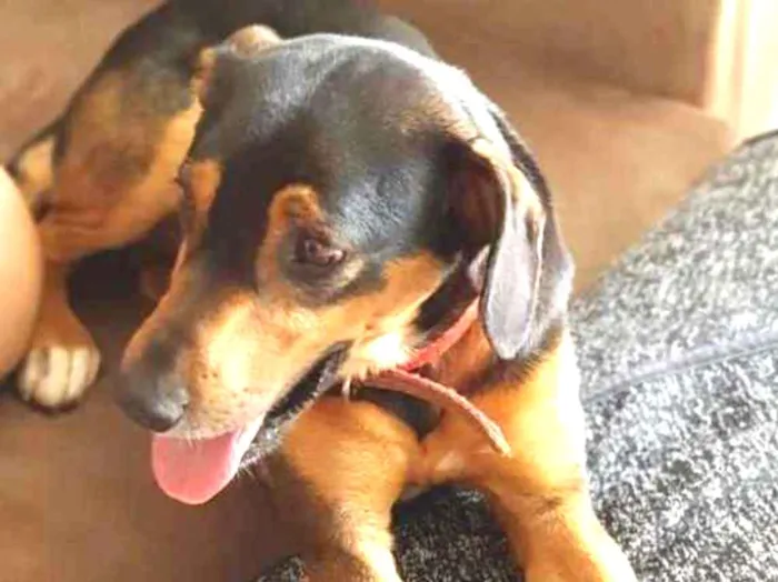 Cachorro ra a Mestiço  idade 3 anos nome Feijão