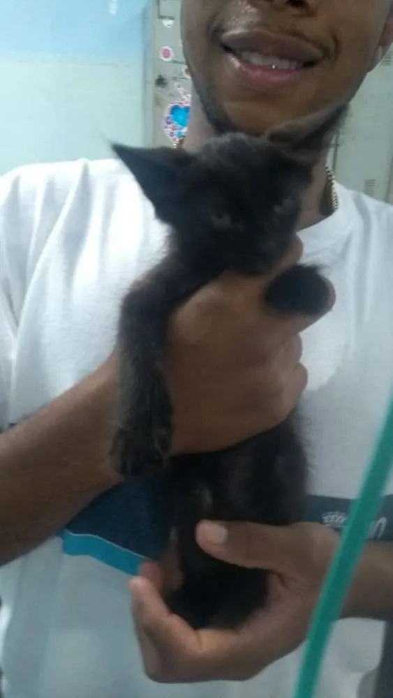 Gato ra a SRD idade Abaixo de 2 meses nome FELIX