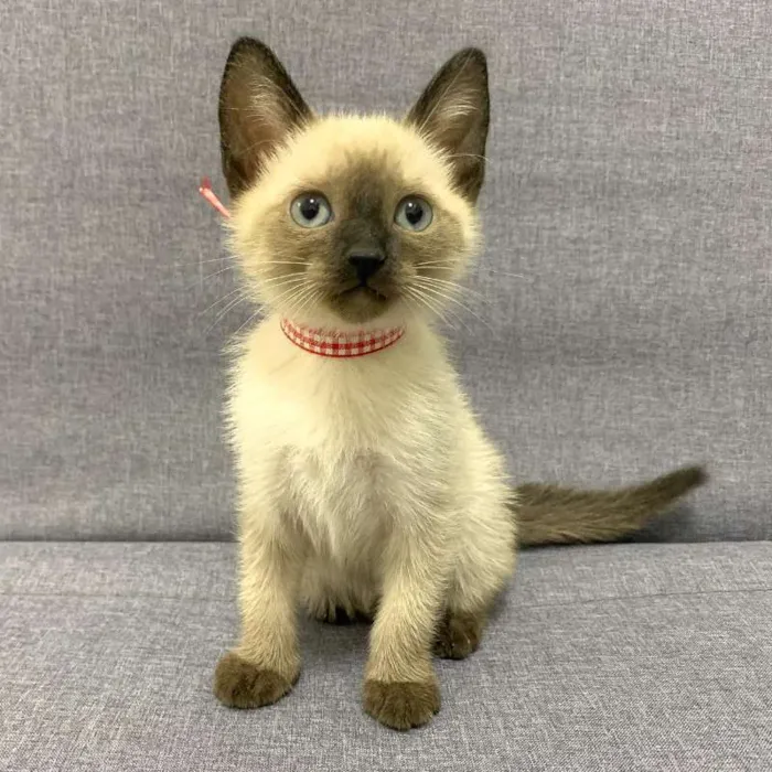 Gato ra a SRD idade 2 a 6 meses nome Aurora