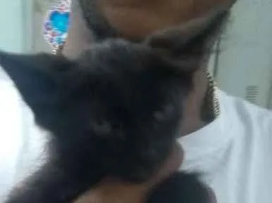 Gato ra a SRD idade Abaixo de 2 meses nome FELIX