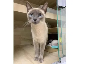 Gato raça SRD idade 1 ano nome Flor