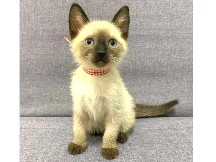 Gato ra a SRD idade 2 a 6 meses nome Aurora