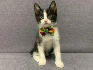 Gato raça SRD idade 2 a 6 meses nome Abu
