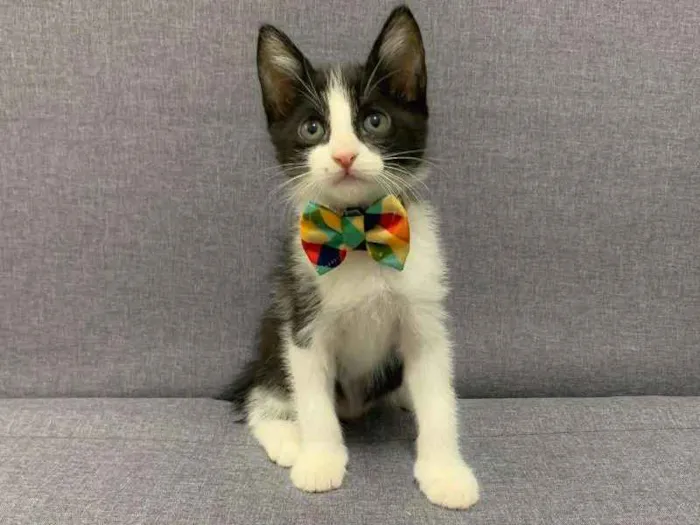 Gato ra a SRD idade 2 a 6 meses nome Abu