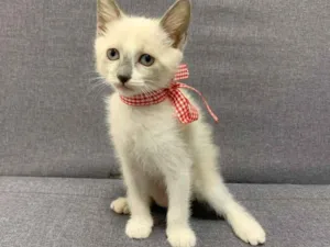 Gato raça SRD idade 2 a 6 meses nome Ariel