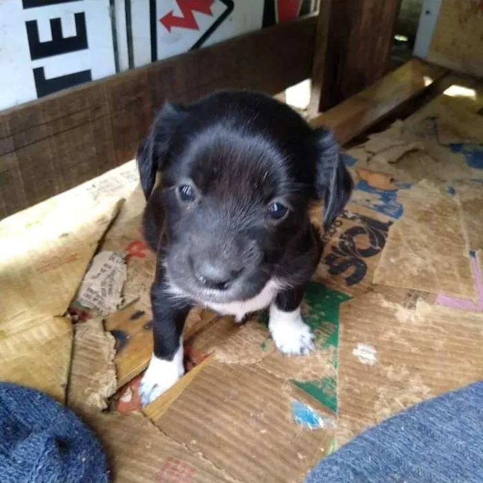 Cachorro ra a SRD idade 2 a 6 meses nome Uma família inteira