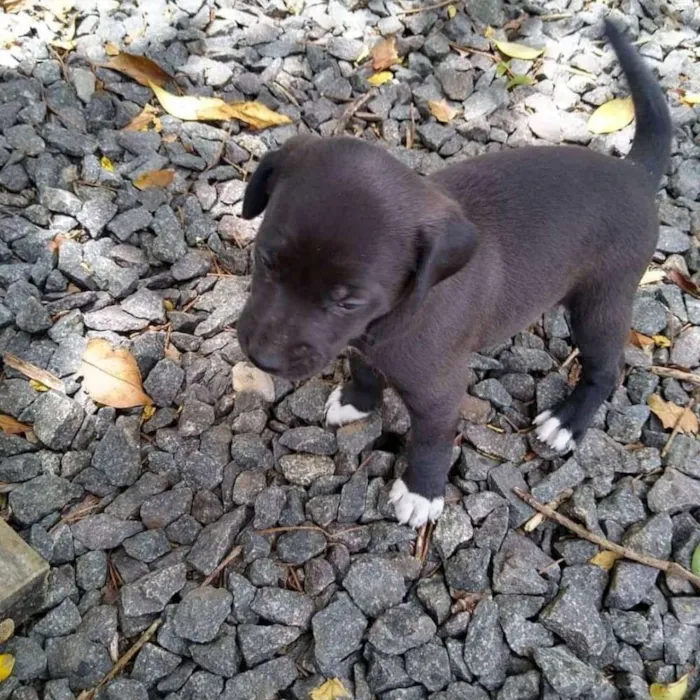 Cachorro ra a SRD idade 2 a 6 meses nome Uma família inteira