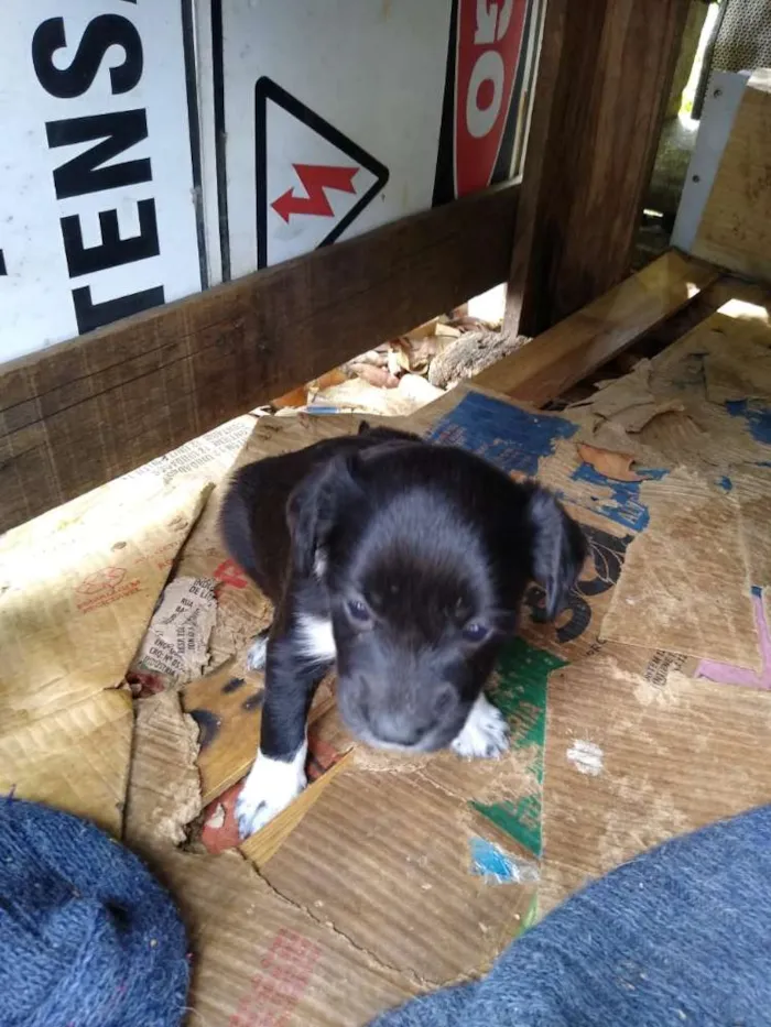 Cachorro ra a SRD idade 2 a 6 meses nome Uma família inteira