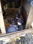 Uma família inteira