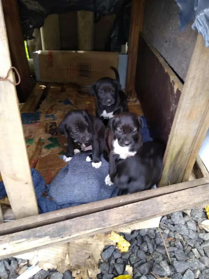 Cachorro ra a SRD idade 2 a 6 meses nome Uma família inteira