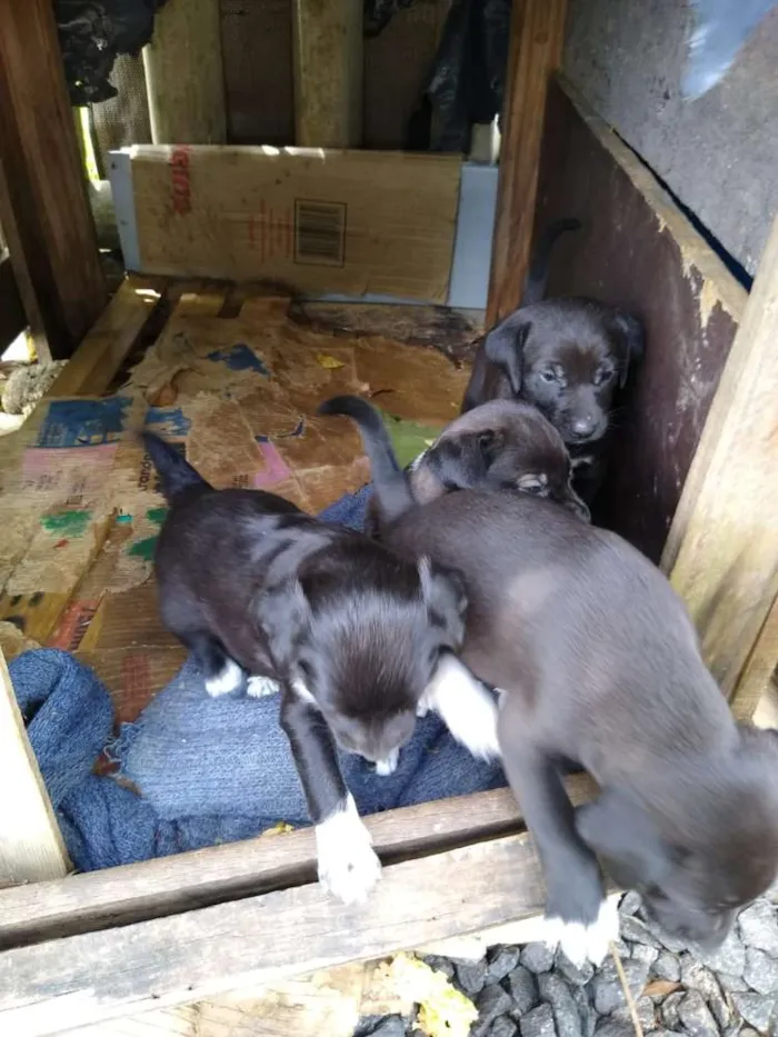 Cachorro ra a SRD idade 2 a 6 meses nome Uma família inteira