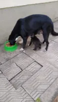 Uma família inteira